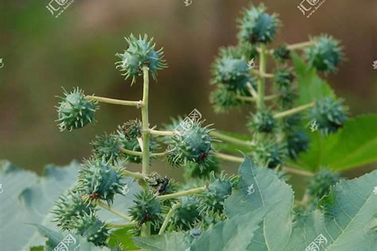 饼肥是氮肥还是钾肥