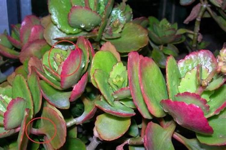 油菜硼肥的作用及使用方法