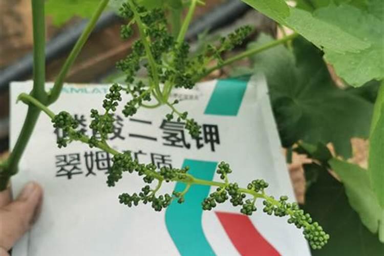 葡萄树春季施肥选啥肥好？