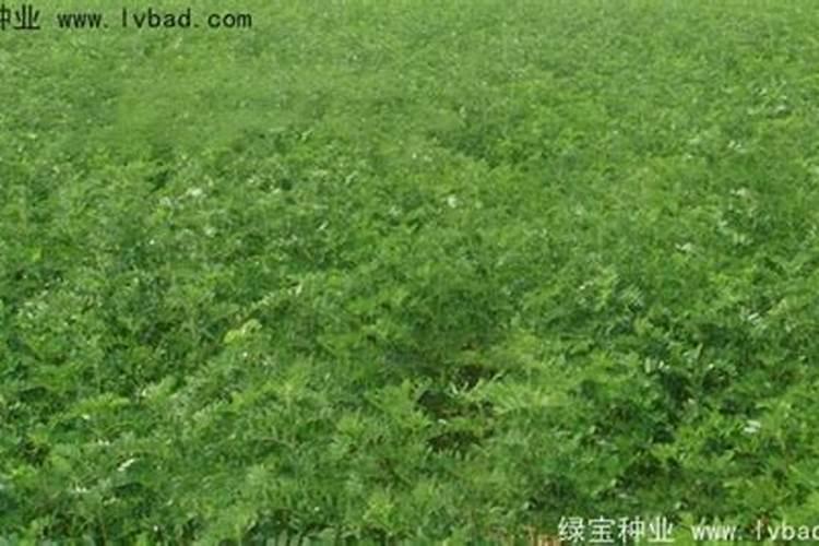 种黄芪肥料咋施