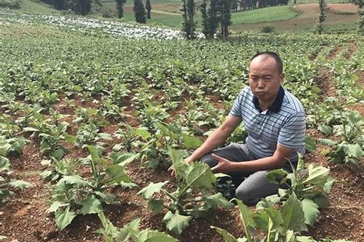 国内的好水溶肥厂家有哪些？