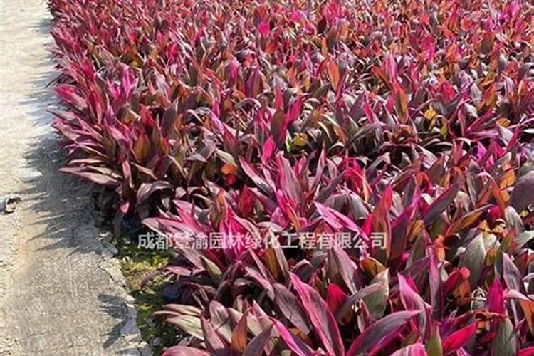 提高土壤有机质含量主要有哪些途径