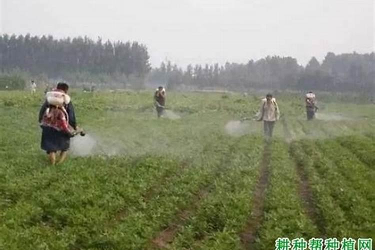 郑州田丰生化公司叶面肥喷施注意事项有哪些？