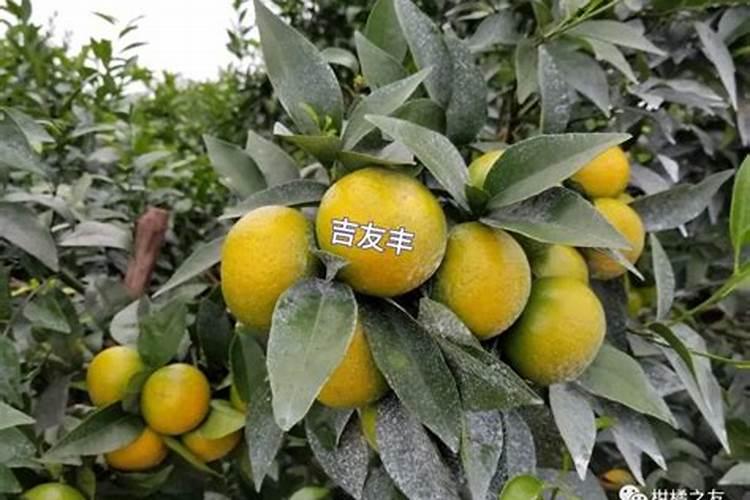 选择柑橘的种植,那么柑橘全年的施肥时间表是什么？