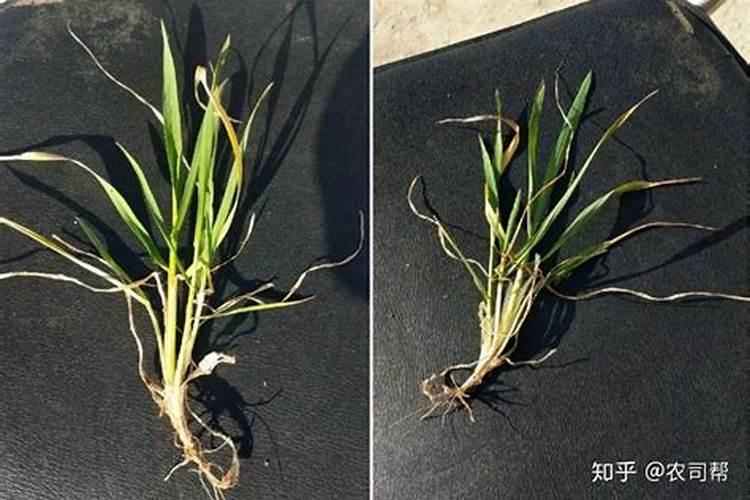 小麦防冻专用叶面肥 小麦防冻措施