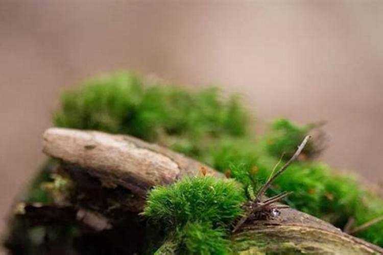 苔藓需要什么肥