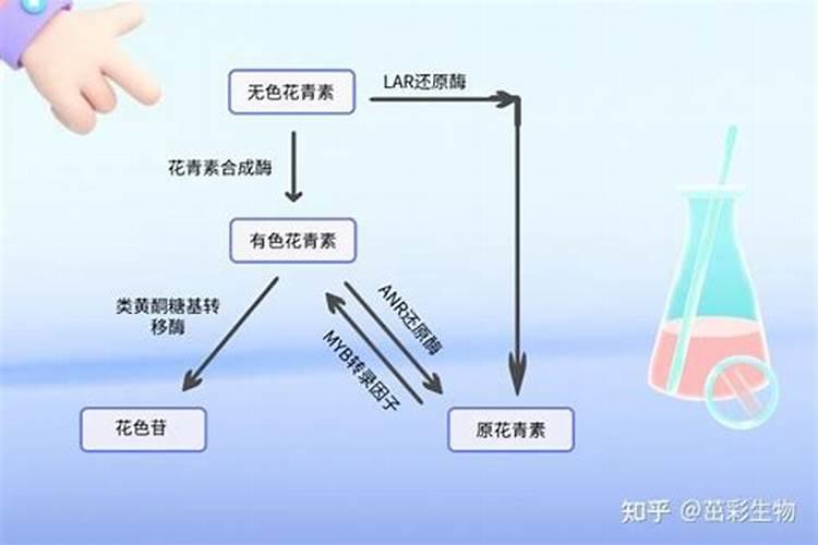 怎么让果子快速上色,用什么办法效果好