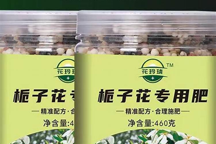 怎样养好小叶栀子