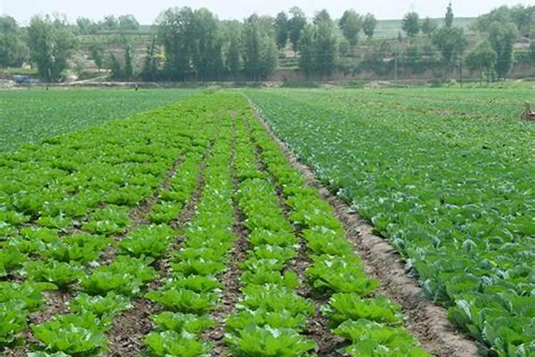 种菜用什么肥料比较好、菜子用什么肥料好