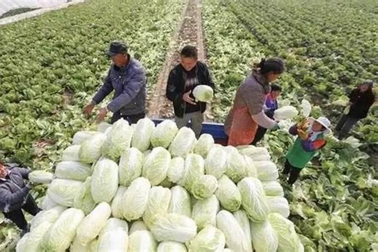 种菜用二铵好还是复合肥好？