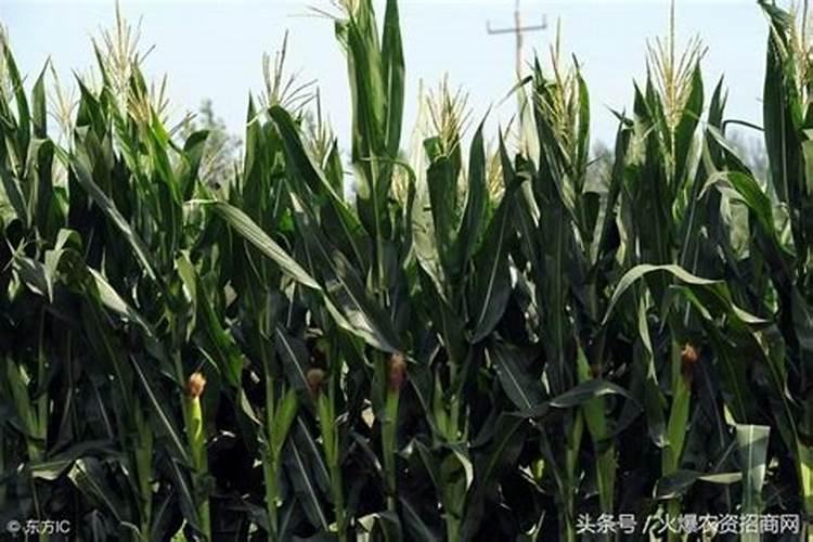 种玉米用什么化肥最好？