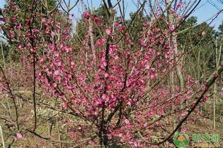 红梅发芽后怎样养护与管理