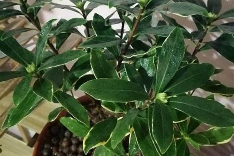 金边瑞香施什么肥最好