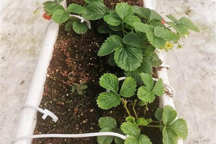 草莓花芽分化用什么药？
