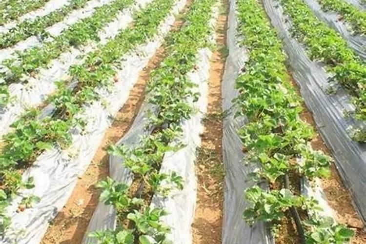 草莓结果期喷什么叶面肥结果多？草莓座果期专用叶面肥？