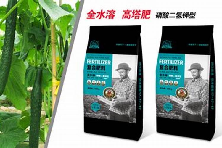 怎样管理黄瓜高产