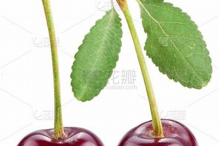 大樱桃什么时期用硼肥和磷酸二氢钾？请问大樱桃树什么时候打磷酸二氢钾...