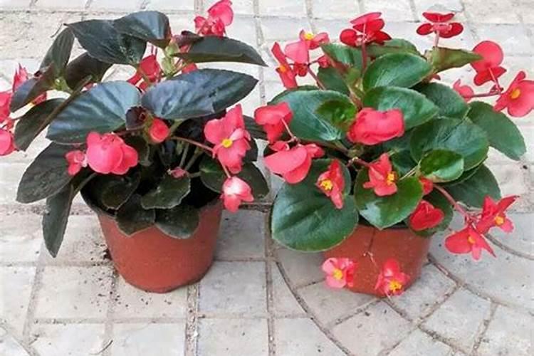 四季海棠在开花期间可以施肥吗