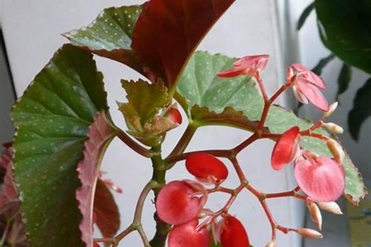 四季海棠在开花期间可以施肥吗