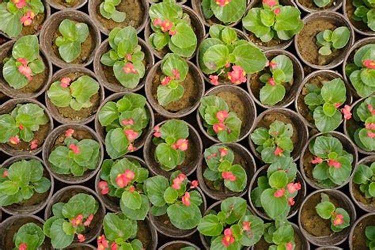 四季海棠在开花期间可以施肥吗