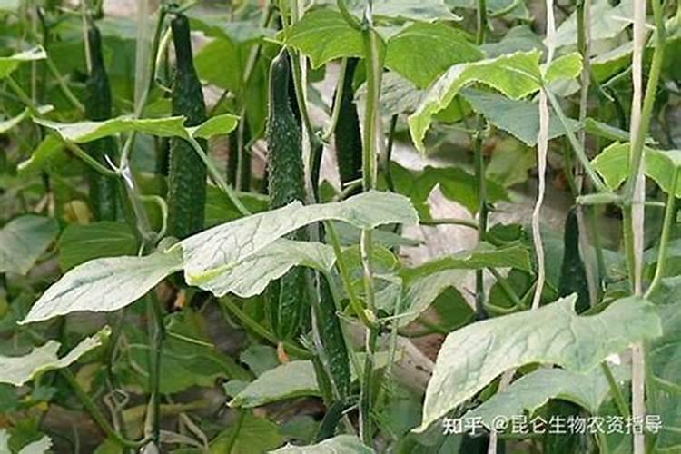 专家给我看看小青瓜叶是怎么了,该打什么药