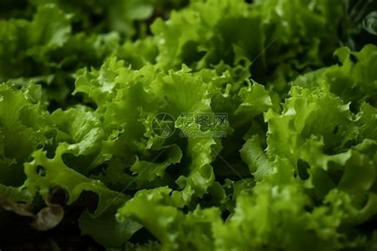 意大利生菜种植方法