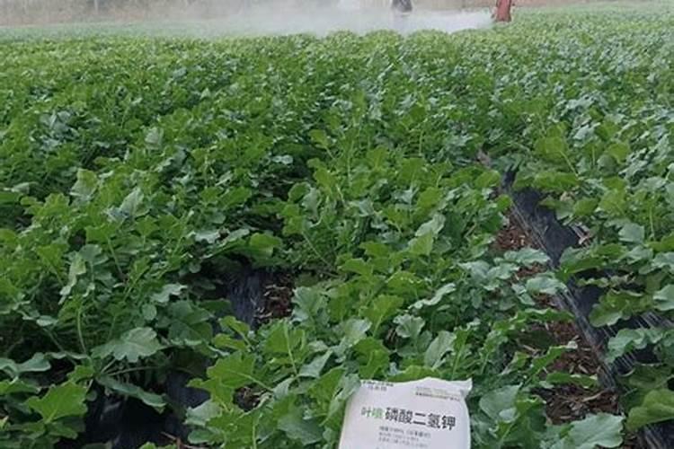 水溶肥的使用方法和注意事项 水溶肥有哪些