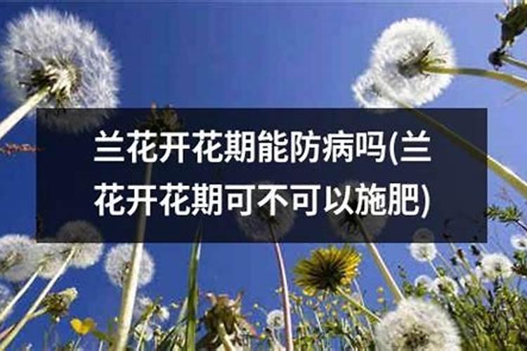 施什么肥可以促进开花施什么肥能促进开花