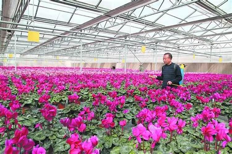 大棚温室玫瑰花种植技术 大棚温室玫瑰花种植技术是怎样的