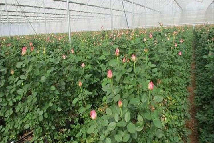 大棚温室玫瑰花种植技术