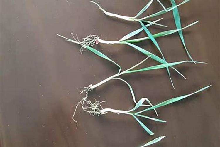 小麦分蘖期喷什么叶面肥 小麦分蘖期能打多效唑吗