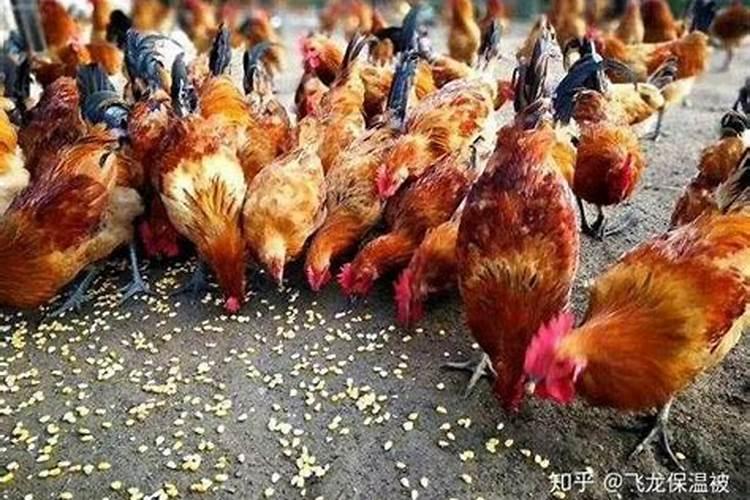 施用硅肥给你惊喜!玉米为什么要喷施硅肥,都有哪些好处？