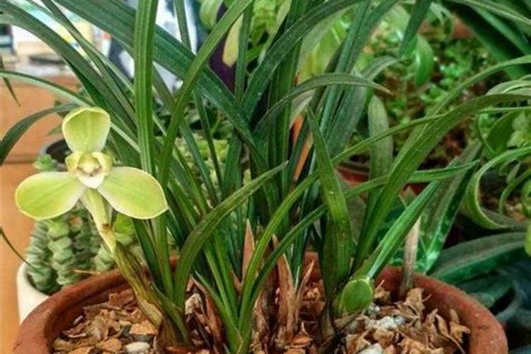 硬植料养兰怎么进行肥水管理？