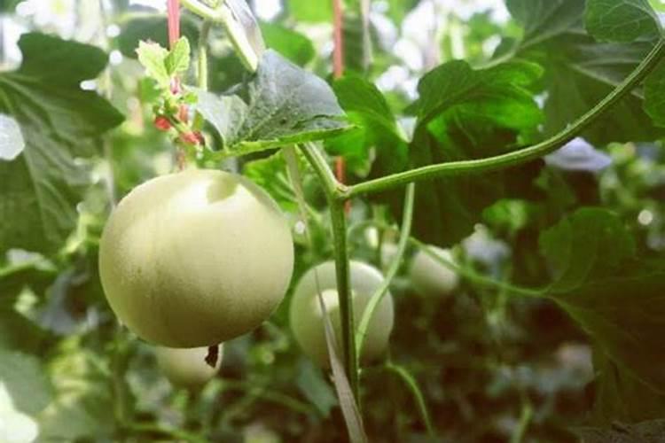 甜瓜花叶病怎么治好