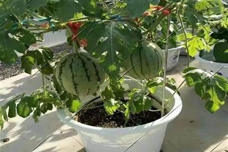 种西瓜用什么肥料最好