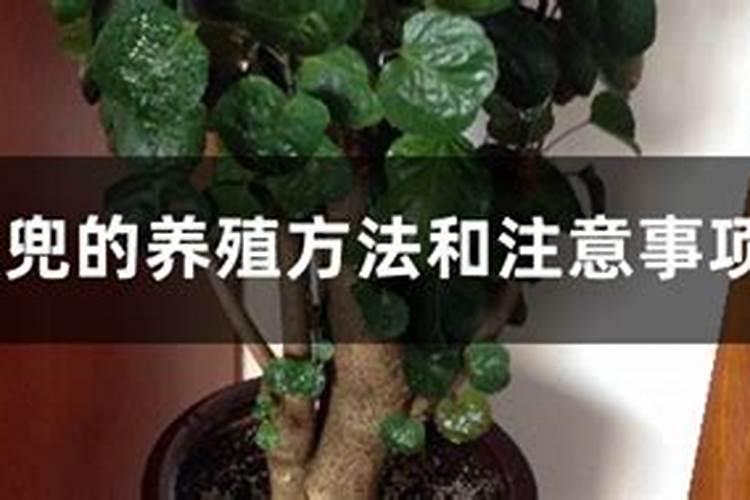 金钱兜施什么肥最好