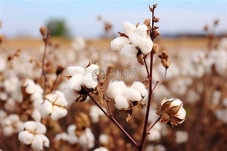 中量元素什么时候使用最好
