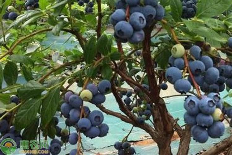 硫酸钾在果树上怎样使用