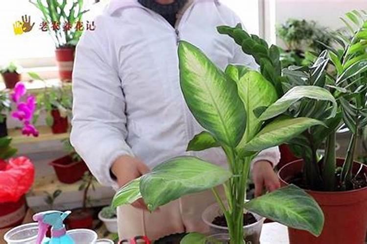 万年青施什么肥最好