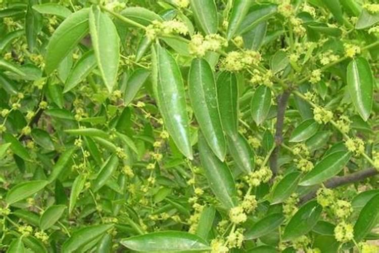 枣树开花结果初期施什么肥