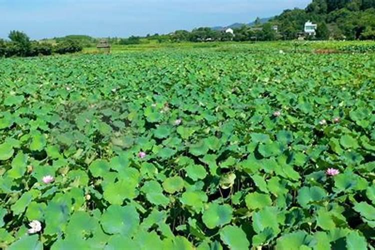 太空莲什么时候种八月份太空莲管理方法