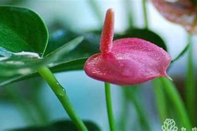 套袋果日灼和蜡害的防治方法是怎样的？