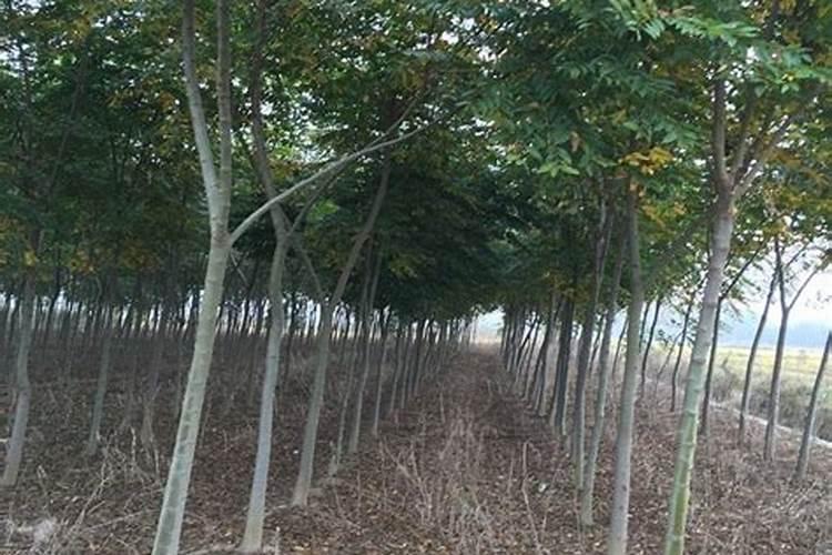 栾树最好的肥料是什么？