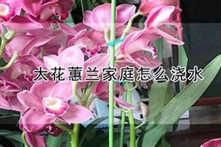 大花蕙兰夏天怎么浇水