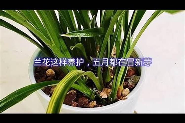 磷酸二氢钾使用方法兰花