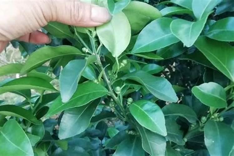 腐烂的水果能不能当作肥料