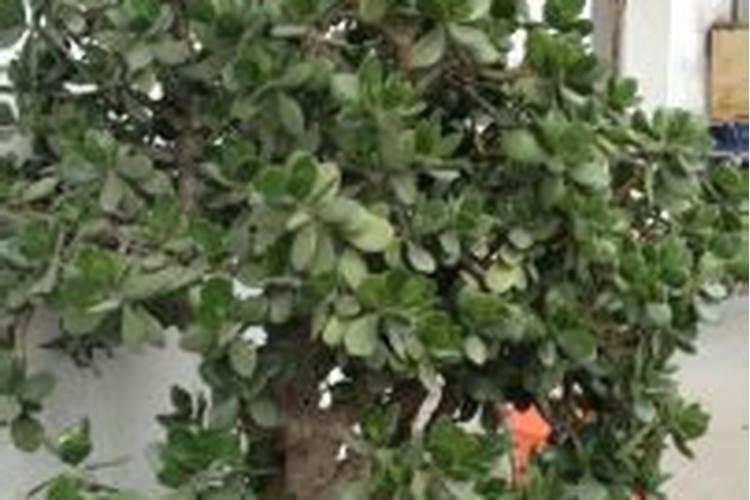 玉树盆景种植方法 玉树盆景种植方法是什么