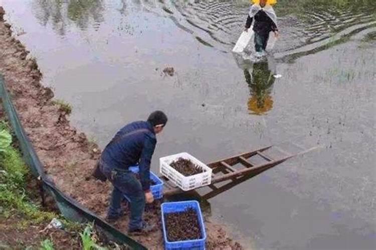 鱼塘下鱼药了多久可以钓鱼？