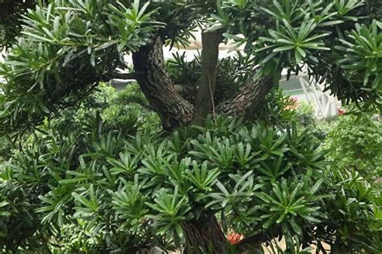 芒果树用什么肥料最好