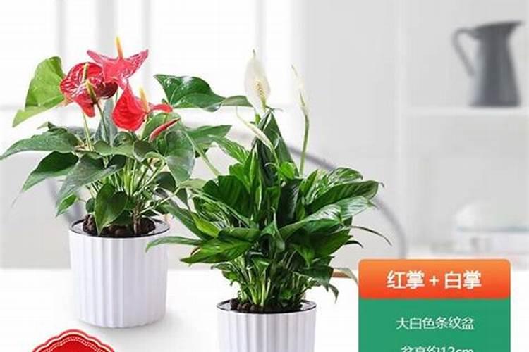 养花别光浇水,记住施肥口诀,根肥叶绿开花多